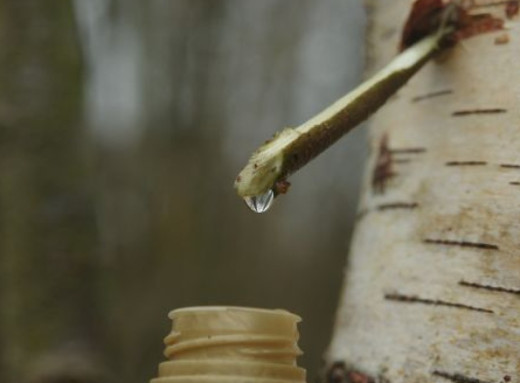 Шкода для дерева та ризики для здоров’я: вся правда про збір березового соку фото