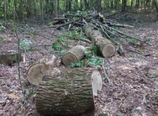 На Сумщині чоловік нарубав дров у заповідній зоні фото