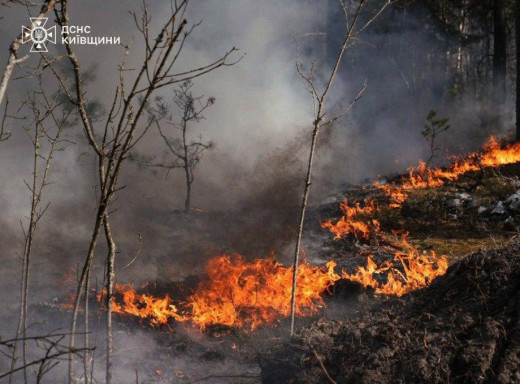 У зоні відчуження масштабна пожежа охопила понад 1100 гектарів лісу фото