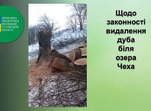 Як виявилось, спиляний на Чешці віковий дуб начебто був аварійним фото