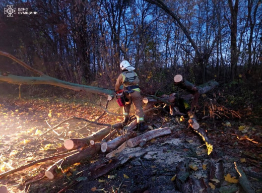 На Глухівщині через сильний вітер дерево впало на дорогу фото