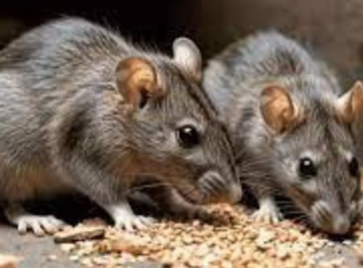 Небезпека у приватному секторі: у Сумах зареєстрували випадок хантавірусу фото