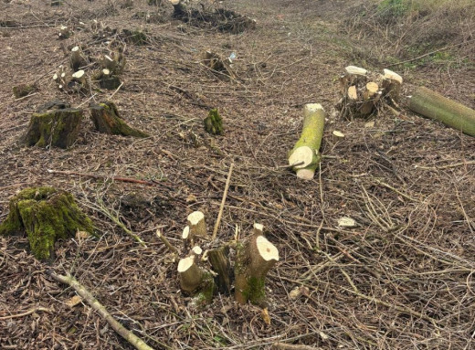 На Охтирщині підприємець організував незаконну вирубку дерев на 800 тисяч гривень фото