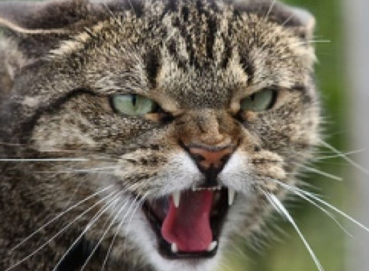 У приватному секторі Сум виявили скаженого кота: мешканців закликають до пильності фото