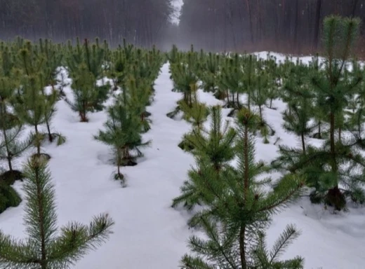 У Басівському парку незаконно зрубали хвойні дерева на 200 тисяч гривень фото
