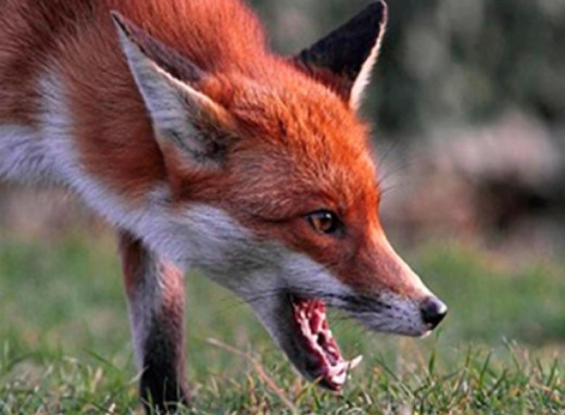 На Сумщині скажена лисиця покусала чоловіка фото