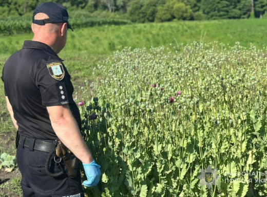 На Лебединщині виявили незаконний посів маку: вилучено понад тисячу кущів фото На Лебединщині виявили незаконний посів маку: вилучено понад тисячу кущів фото
