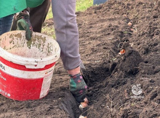 У Сумах КП «Зеленбуд» висадило сотні цибулин тюльпанів на Козацькому Валу фото