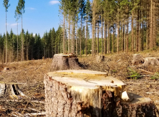 Держекоінспекція Сумщини судиться з лісгоспом через незаконну вирубку лісу в заказнику фото