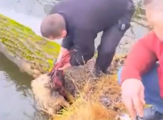 У Старому селі поліцейський врятував собаку, який опинився у водяній пастці (відео) фото