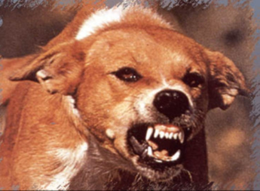 Карантинні обмеження у двох громадах: на Сумщині фіксують випадки сказу через міграцію тварин фото