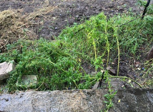 Наркотики та понад сотня кущів коноплі: у Глухові викрили наркозлочинця фото