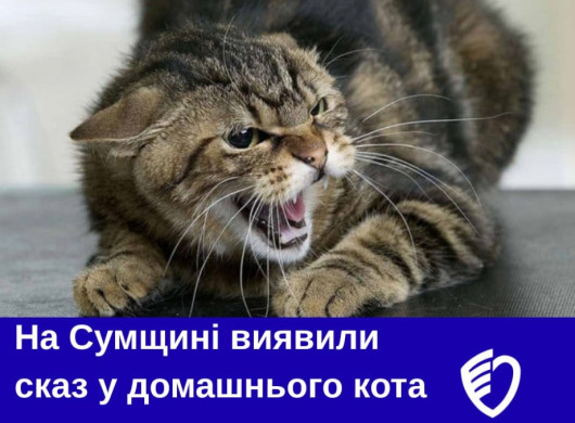 На Сумщині підтвердили два випадки сказу у домашніх котів