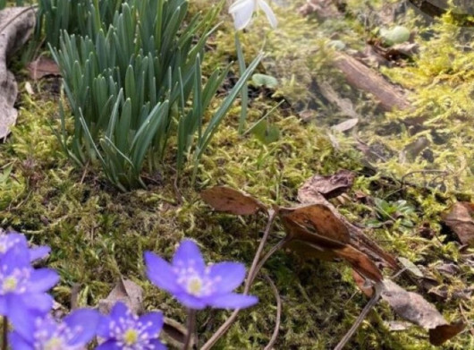 Температурні гойдалки на Сумщині: від +18 градусів вдень до заморозків вночі