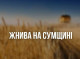 На Сумщині тривають жнива: врожайність ранніх зернових вища, ніж торік