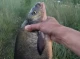 Сумський блогер-рибалка показав як ловить у середмісті великих лящів
