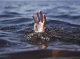 Трагедія на Сумщині: 12-річний хлопчик загинув у водоймі