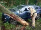 Рятувальники Сумщини звільнили авто з-під дерева, що впало внаслідок негоди