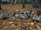 Чиновника мерії Ромен судитимуть за незаконну порубку дерев на 1,6 млн грн
