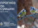 Синоптики прогнозують на Сумщині мінливу погоду з опадами