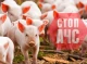 На Лебединщині виявлено африканську чуму свиней
