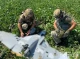 На Сумщині поліцейські знищили ворожий дрон, який пав на полі