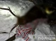 На Конотопщині браконьєри задушили оленя