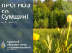 Погода на Сумщині 9-11 травня: нічні заморозки, помірні дощі вдень
