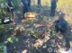 На Охтирщині затримали 69-річного чоловіка за незаконне вирощування маку