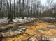 На Конотопщині затримали лісоруба, який нарубав дров у заповіднику