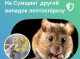 На Сумщині зафіксовано другий випадок лептоспірозу за рік: захворів 40-річний роменець