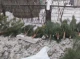 Поруб сосен в Басівському парку в Сумах завдав збитків на суму понад 170 тисяч
