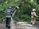 На Сумщині сильний вітер повалив дерево на дорогу