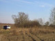 На Сумщині судитимуть нелегального лісоруба, який нищив дерева у заповіднику