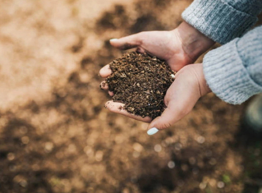 Без гною, але з урожаєм: чим живити ґрунт природним способом